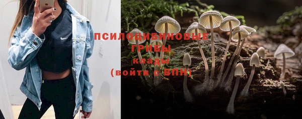 стаф Алексин